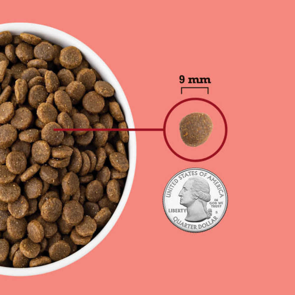 ACANA Highest Protein Indoor Cat Recipe Dry Cat Food