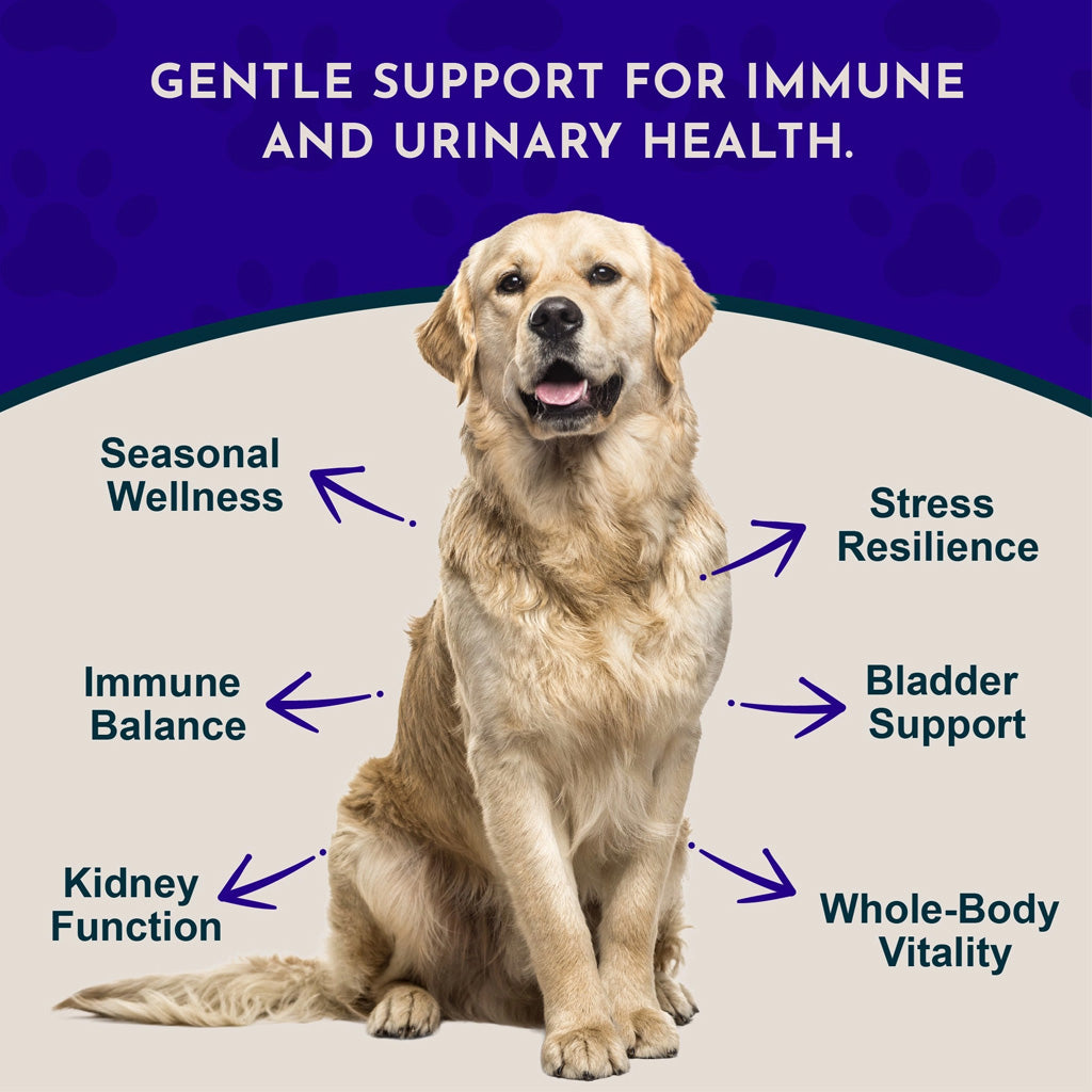 Animal Essentials Herbal Tonic Astragalus Supports Immune & Kidney Function for Dogs & Cats - Dog Supplements &