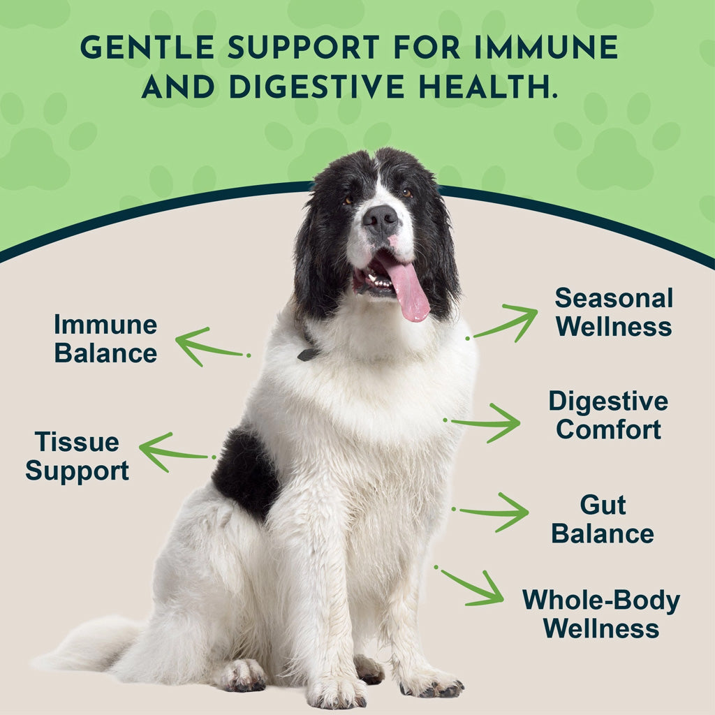 Animal Essentials Herbal Tonic Golden Seal Promotes Resistance to Pathogens for Dogs & Cats 1-oz - Dog Supplements &