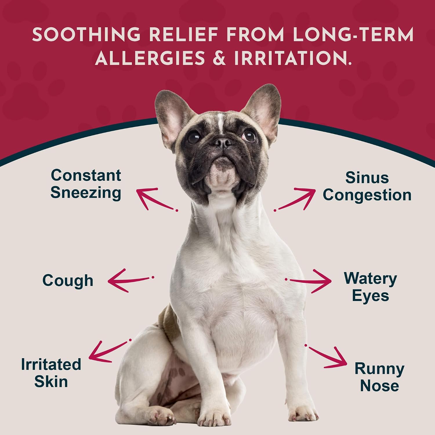 Animal Essentials Seasonal Allergy Powder for Dogs & Cats 2.5-oz - Dog Supplements & Vitamins 2