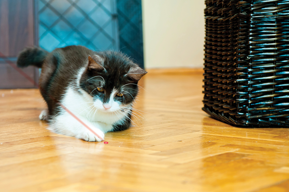 Kong Laser Cat Toy