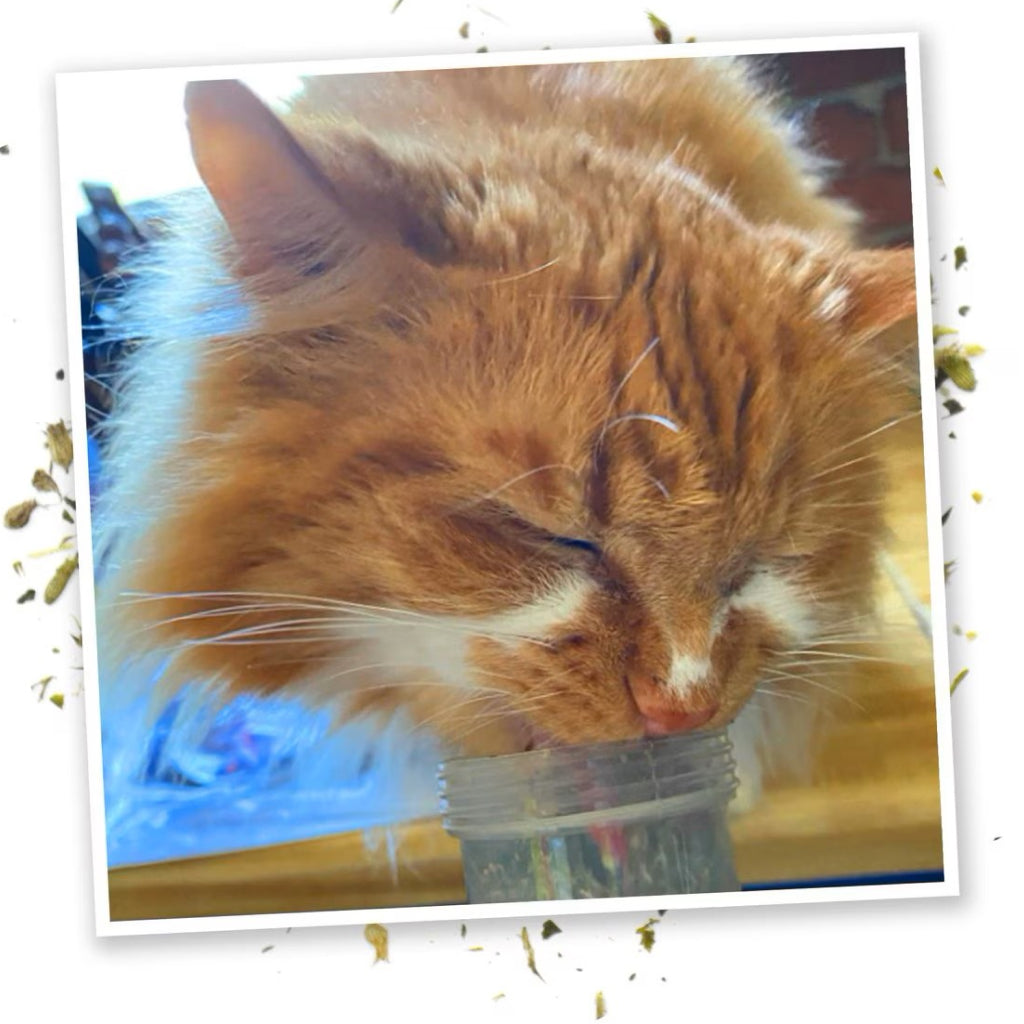 Meowijuana Kalico Kush Catnip & Valerian Root Blend Catnip (0.917 oz)