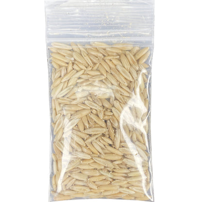 MultiPet Catnip Garden Cat Grass Kit