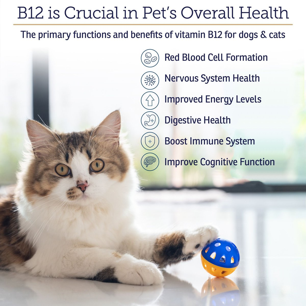 Rx Vitamins Rx B12 Liquid Digestive Supplement For Dogs and Cats (4 oz) - Dog & Cat Supplements & Vitamins 2